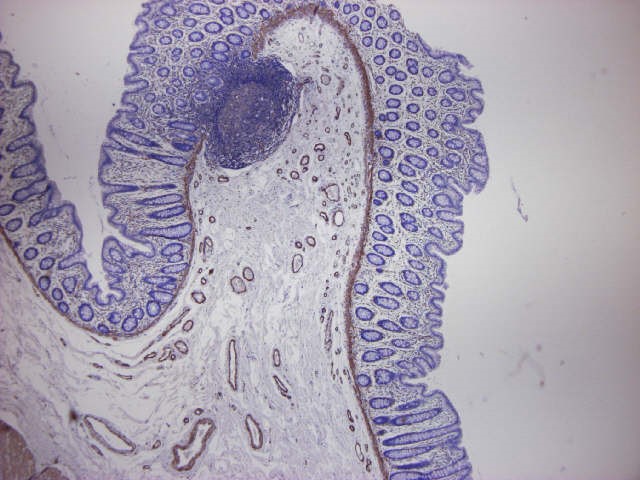 Figure 3. Formalin fixed, paraffin embedded human small intestine, immunostained for actin using MUB0107P (clone HHF35) at a 1:100 dilution. Note staining of smooth muscle cells and no reactivity on the epithelium and connective tissue.